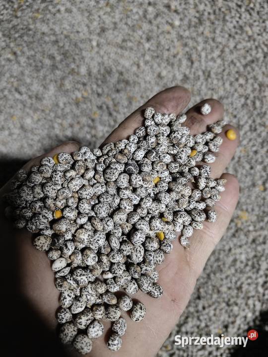 Łubin żółty mister Żeronice