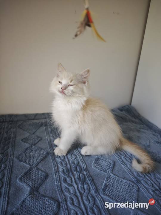 Kocięta Ragdoll Kremowe Lynx Bicolor Kołaków
