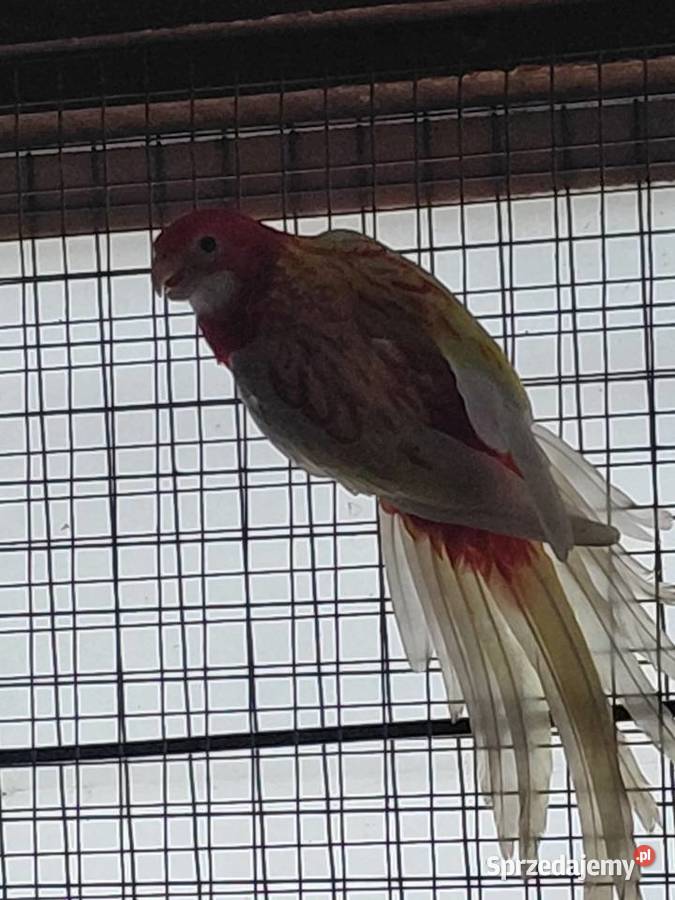 Rozella Białolica Samica kujawsko-pomorskie Nakło nad Notecią