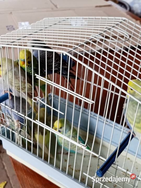 Sprzedam papugi faliste Mechlin