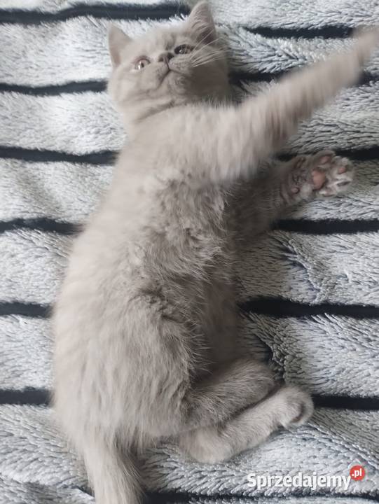 Kot brytyjski Katowice