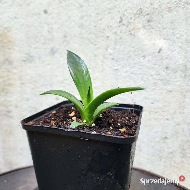 Agawa Agave parryi couesii sadzonka 1020 Pozostałe Warszawa sprzedam