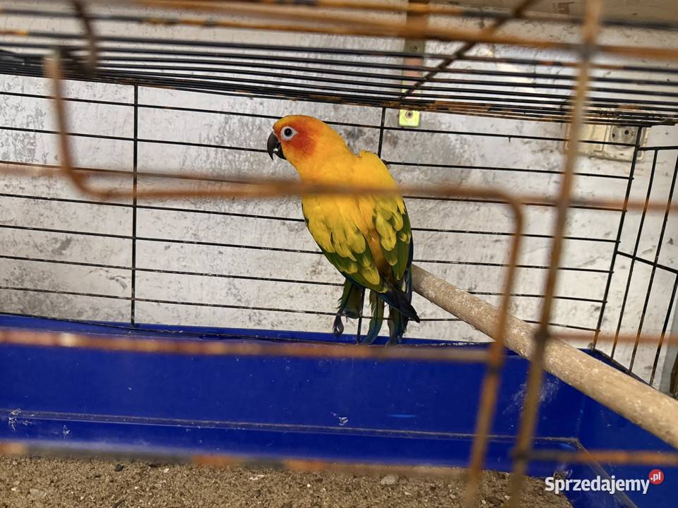 Konura słoneczna samica 3 letnia kujawsko-pomorskie Ośno Drugie