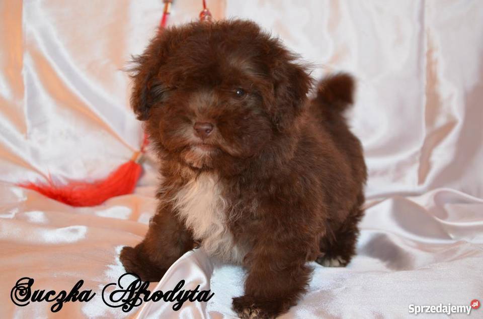 HAWAŃCZYK pieski suczki z rodowodem czekoladowe Ostrzeszów