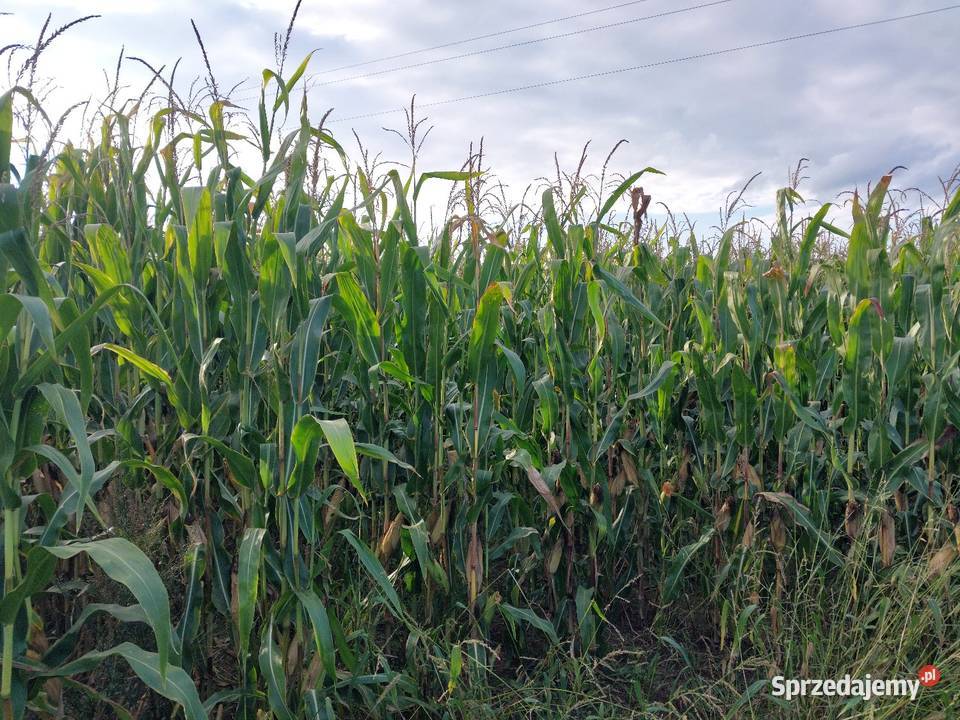 Kukurydza na pniu Emilianów