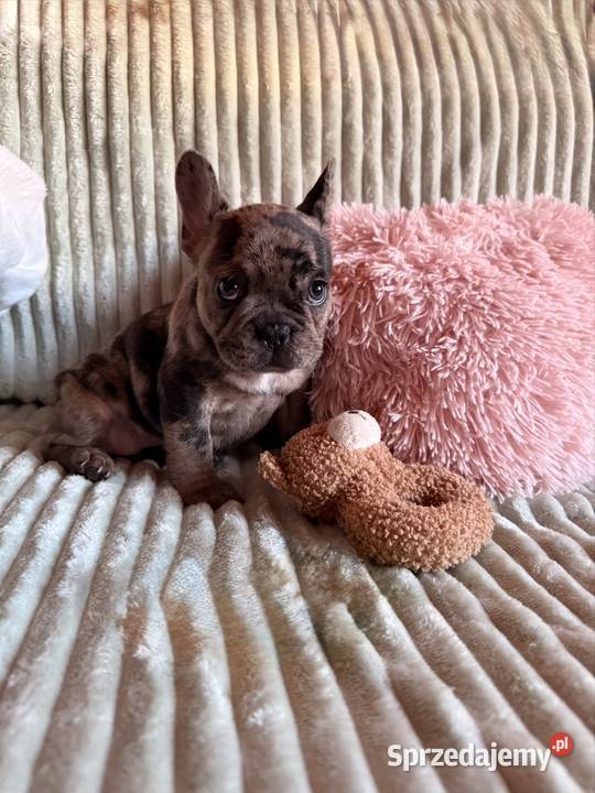 Buldog francuski Częstochowa