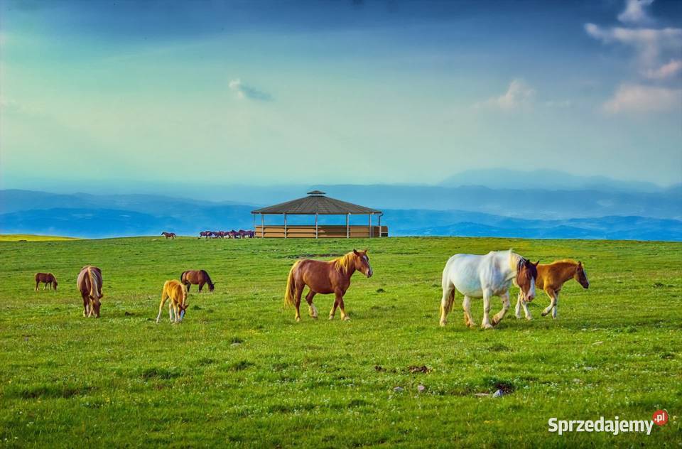 Lonżownik Ujeżdżalnia Karuzela 10m 15m 21M łódzkie Pabianice