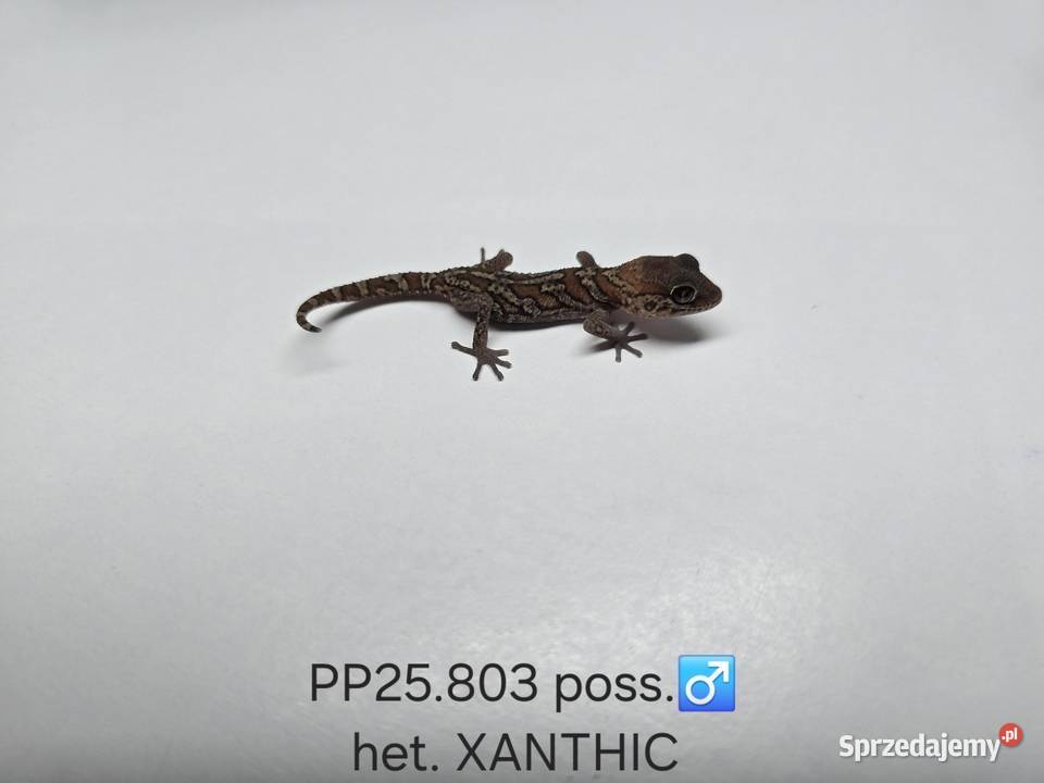 Gekon madagaskarski Ppicta Zawiercie