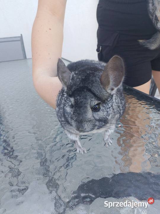 Szynszyle 2 samice dwuletnie Tuczępy sprzedam