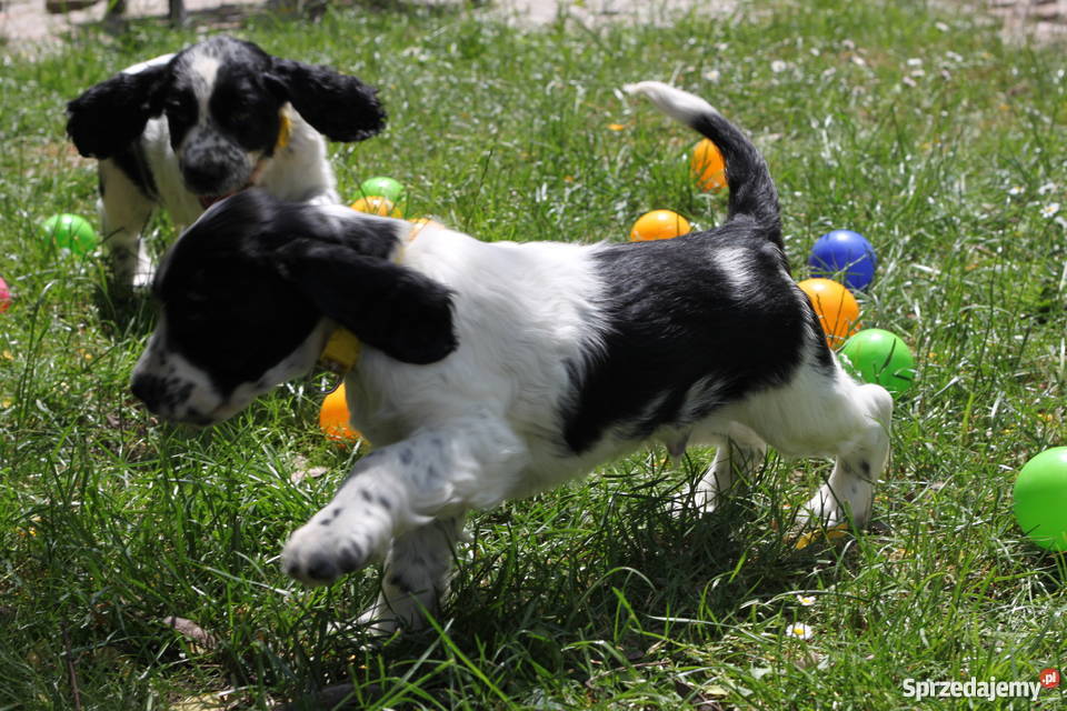 Springer Spaniel Angielski szczeniaki DO ODBIORU dolnośląskie sprzedam