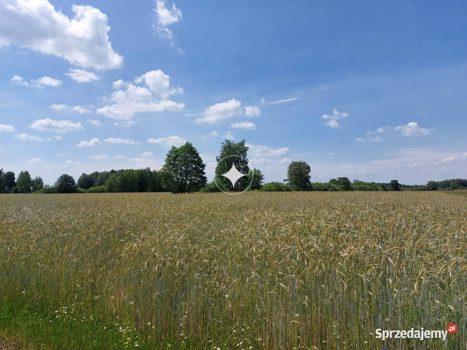 Ziemia rolna 714 ha Nietiahy gm Dębowa Kłoda lubelskie sprzedam