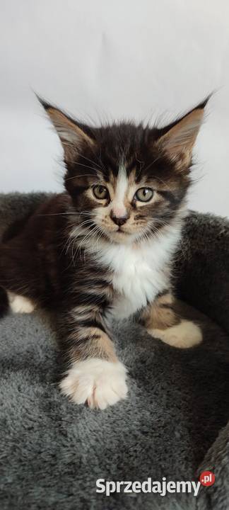 Maine coon Kotka czarna klasycznie pręgowana z Żywiec