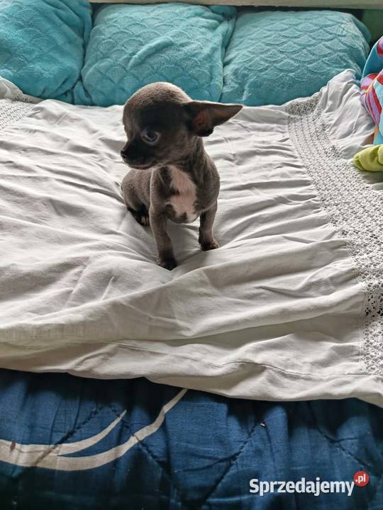 Śliczna szara suczka Chihuahua szuka kochającego mazowieckie Płońsk