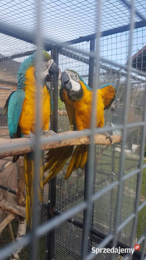 Ara ararauna para