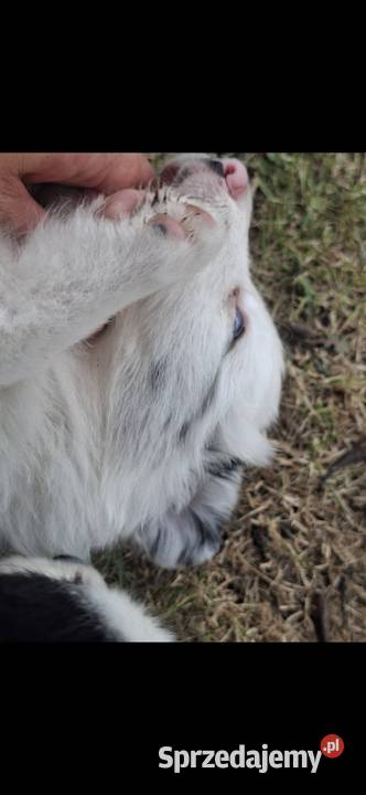 Szczenieta Border Collie REZERWACJA Pozostałe Przemyśl