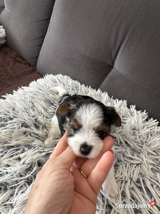 Biewer Yorkshire Terrier dolnośląskie Wrocław
