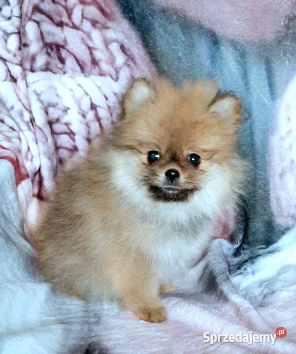 Szpic miniaturowy pomeranian Pabianice