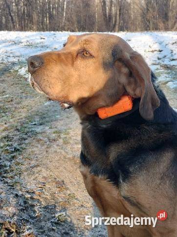 Nadajnik GPS pssa bez abonamentu sprzedam