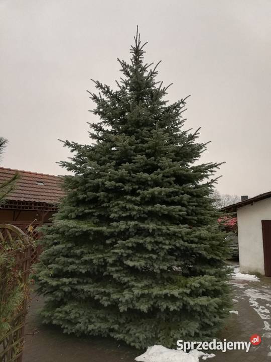 Duży świerk idealny na choinkę plenerową Iglaste Iłowa sprzedam