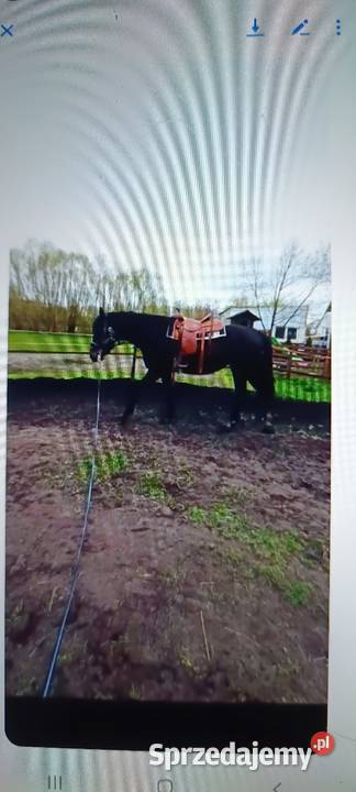 Klacz orchidea lubuskie sprzedam