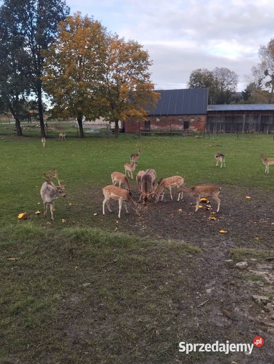 Sprzedam daniele Płużnica sprzedam