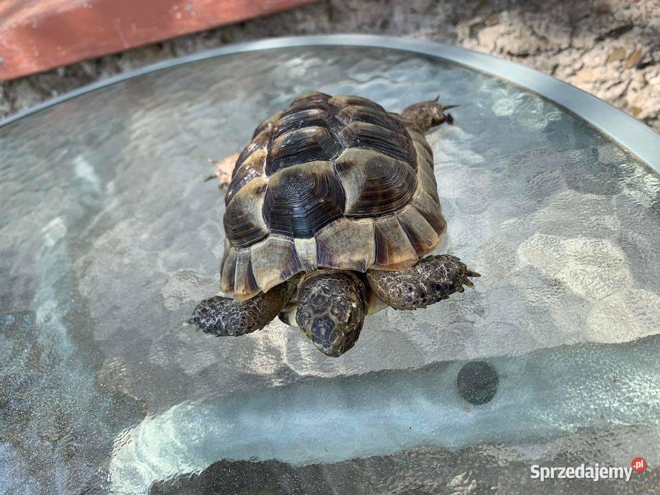 Żółw lądowy Bochnia