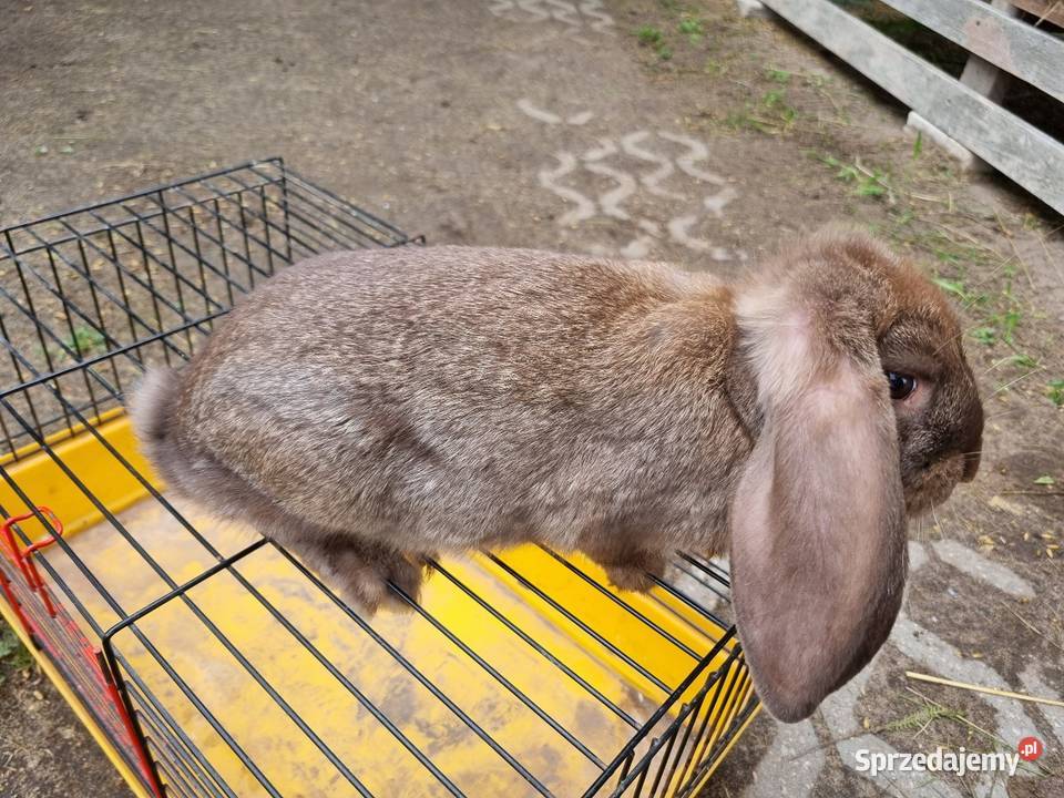 Baran francuski mazowieckie Wola Rębkowska