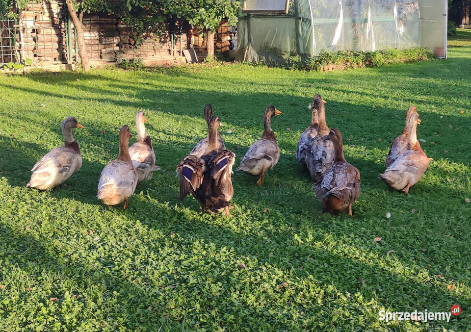 Kaczątka Kaczka ruańska rouen linia wystawowa Ptaki Iwonicz