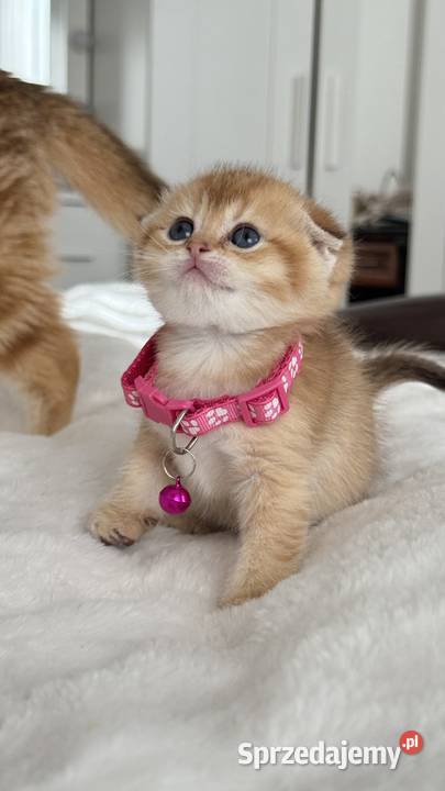 Kotka Szkocka złota zwisłoucha Scottish fold Wrocław sprzedam