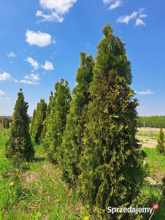 Tuja SZMARAGD 40 Zasów