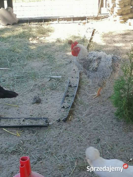 Białoczyby i koguta rasy loczek anagodori młode Maniewo