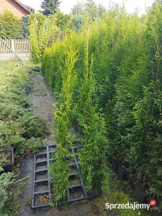 Wyprzedaż przedsezonowa tuje różne wysokości Częstochowa sprzedam