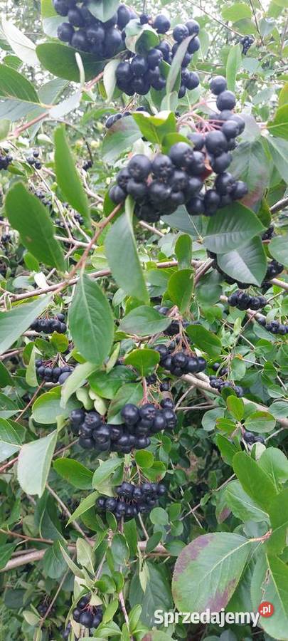 Aronia ekologiczna Pozostałe Góra Świętego Jana sprzedam