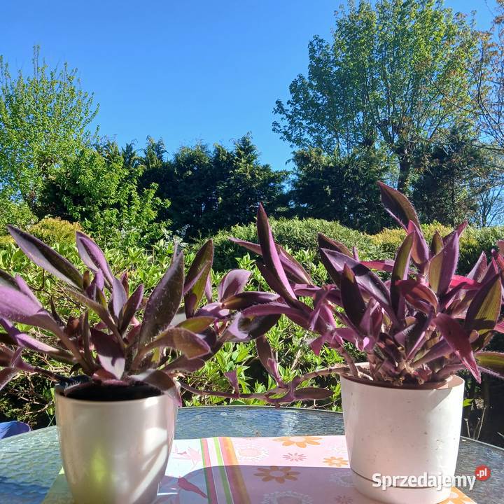 Setkrezja trzykrotka purpurowa fioletowa roślina małopolskie Nowy Sącz