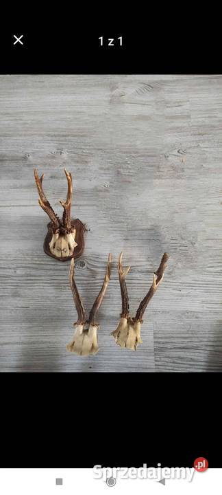 Zestaw parostkow z czaszkami