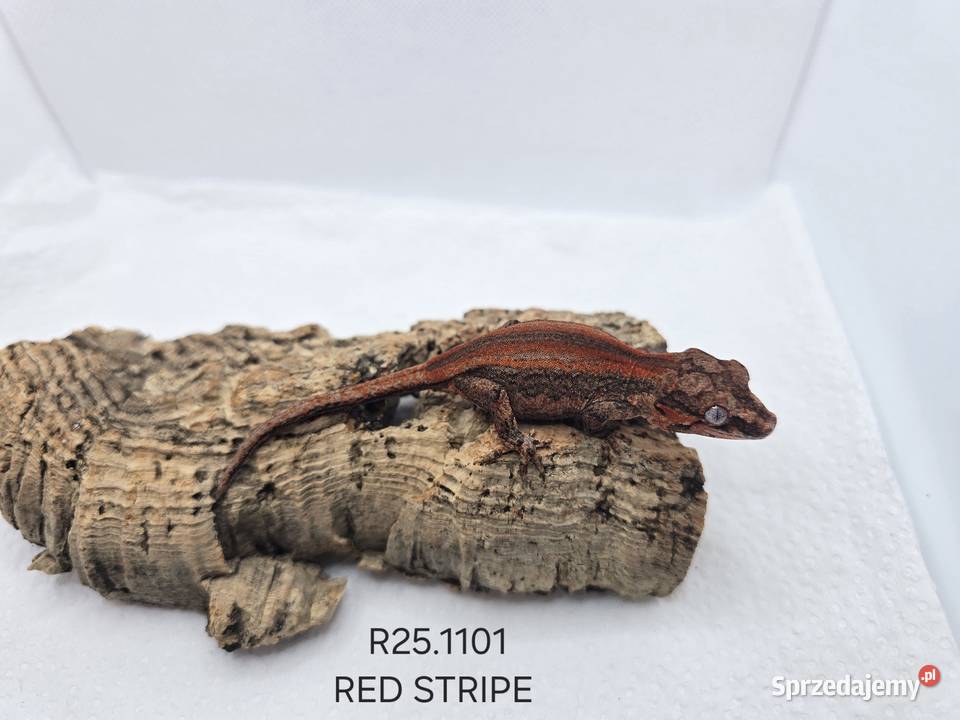 Gekony gargulcowe Gady i płazy Zawiercie sprzedam