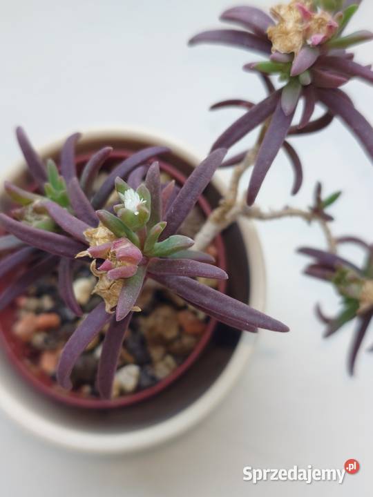 Delosperma bosseranum kaudeks miniatura w Warszawa