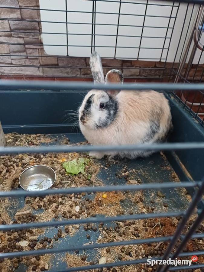 Króliki Miniaturki 2 sztuki z klatką