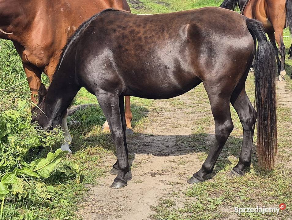 Kara klacz huculska 45 roku HROBY Pyrzyce