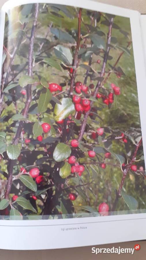 Irgi uprawiane w Polsce Rok wydania 2007 Szczecin