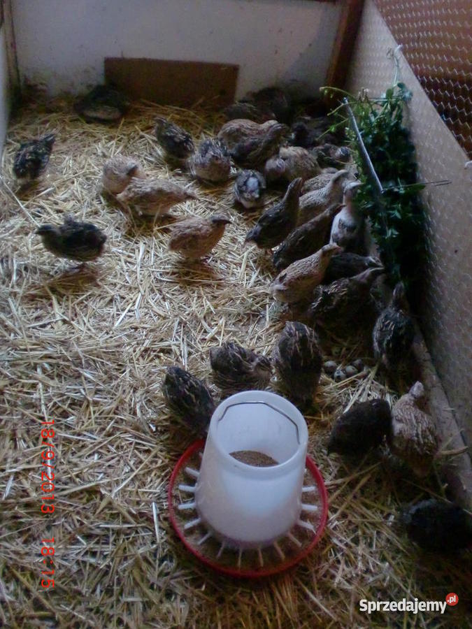 Przepiórki brojlerowekogutki i kurki