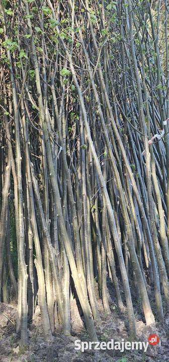 Sadzonki lipy drobnolistnej 810 Drzewo lubelskie