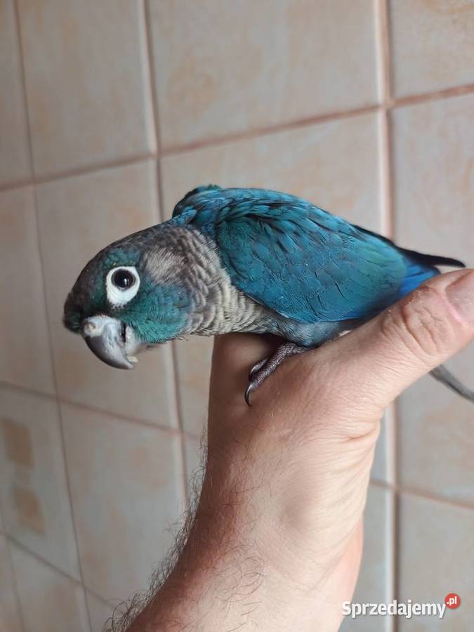 Papugi rudosterki ręcznie karmione Ptaki Tychy