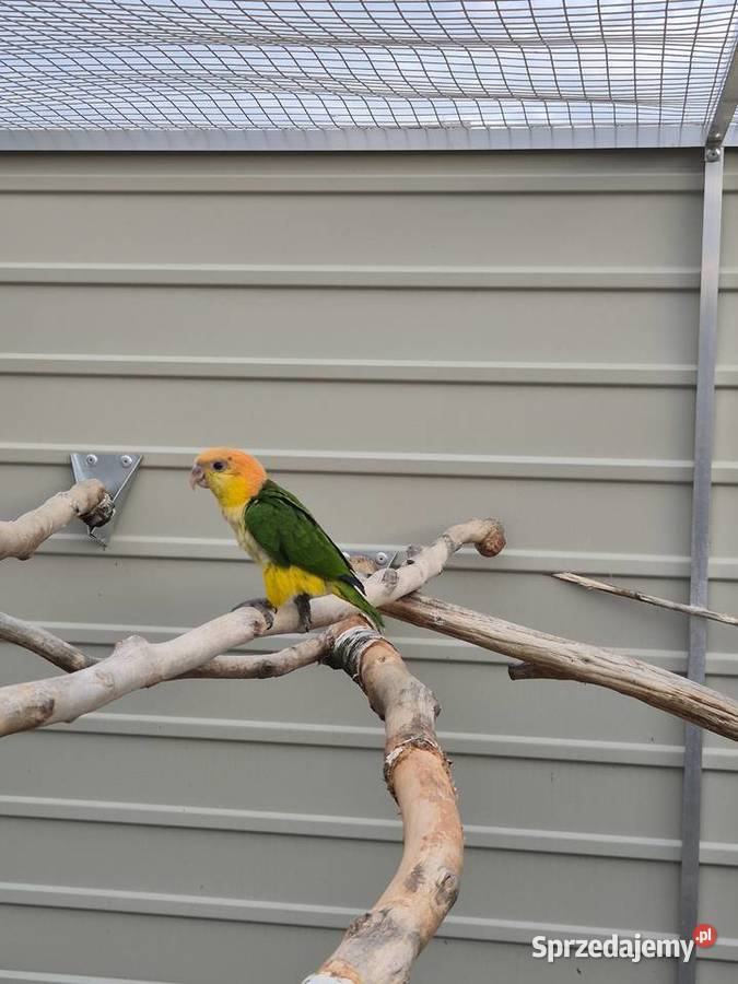 Barwinka białobrzucha samica Rakoniewice