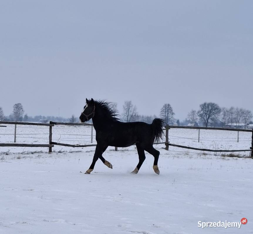 Sprzedam wałacha Jabłoń