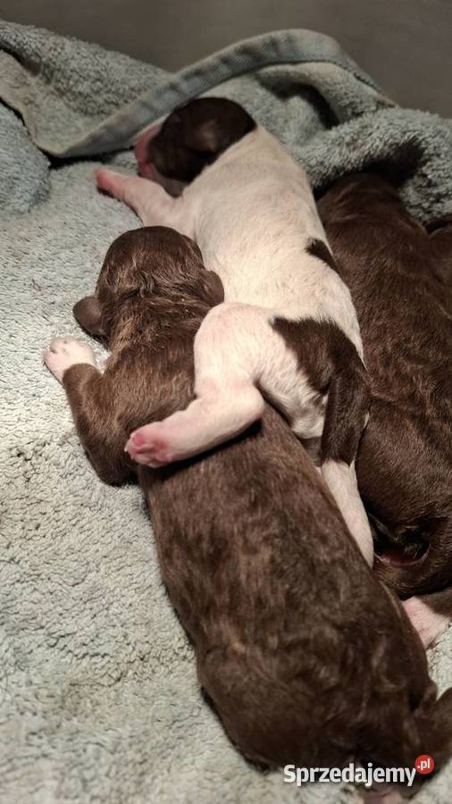Lagotto romagnolo suczki i piesek metryka zkwp mazowieckie Sierpc sprzedam
