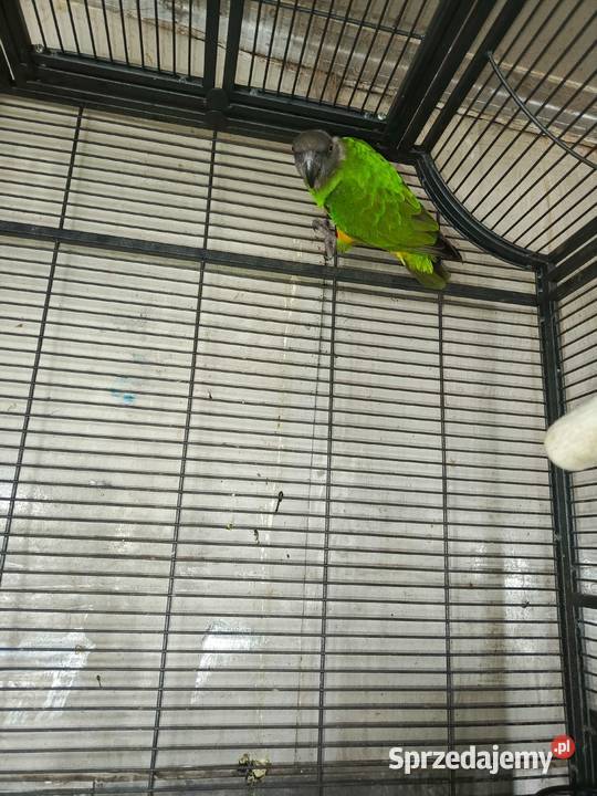 Senegalki para Pamiątkowo sprzedam