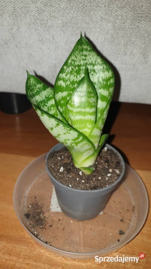 Sansewieria młoda roślina rosnąca Warszawa