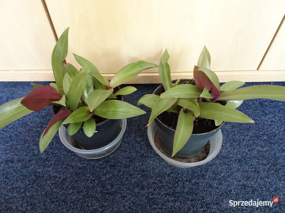 reo meksykańskie Pozostałe Warszawa