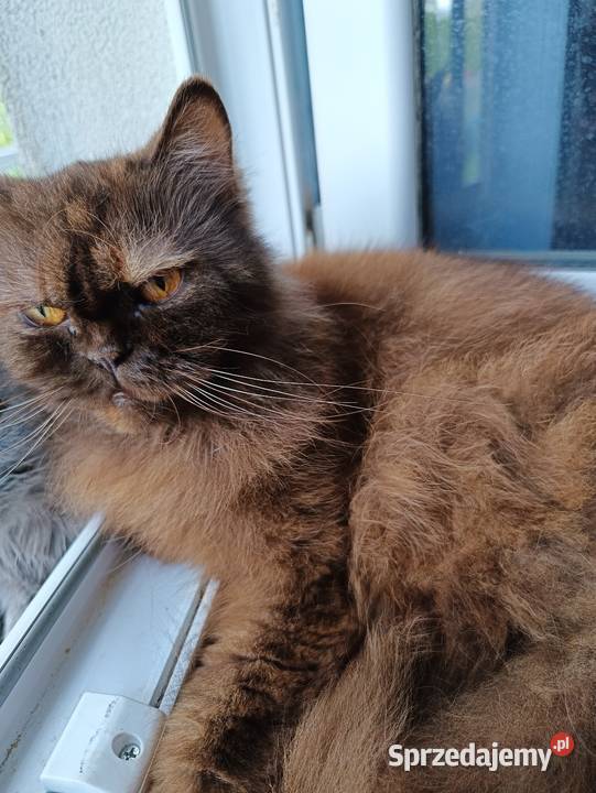 Chanel czekoladowa szylkretka mazowieckie